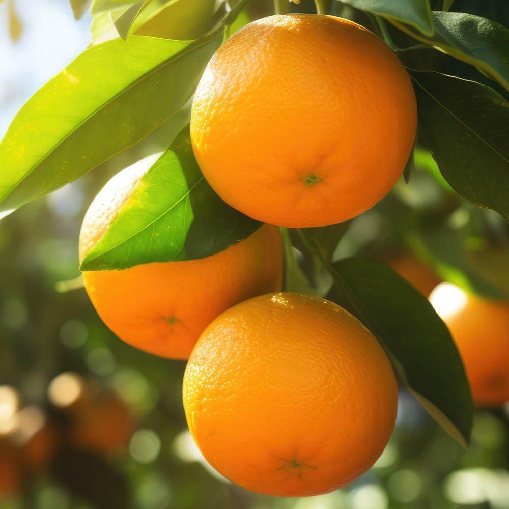 Brown - YouGarden - Citrus Grove Collection 3 x 9cm plants - 3