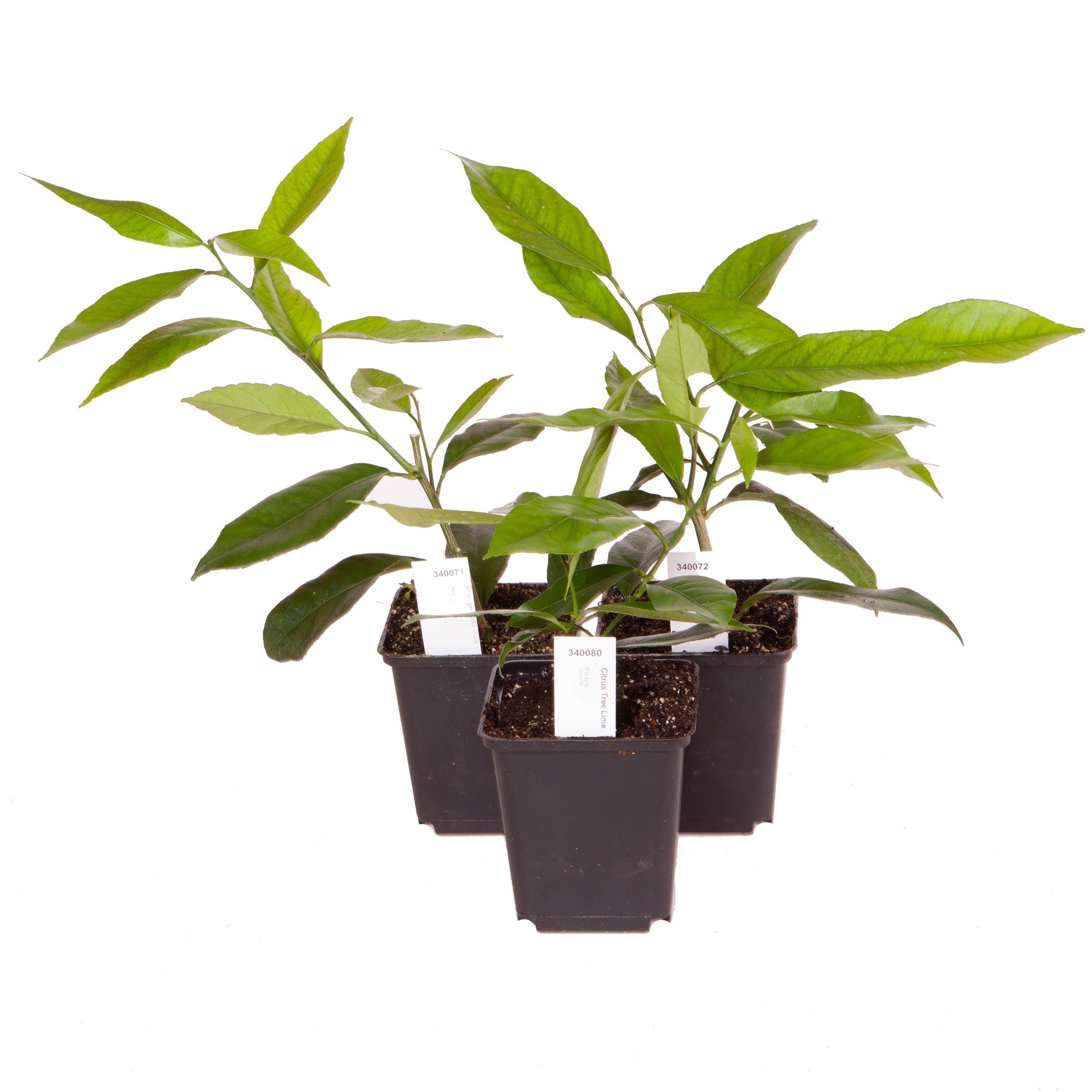 Brown - YouGarden - Citrus Grove Collection 3 x 9cm plants - 5