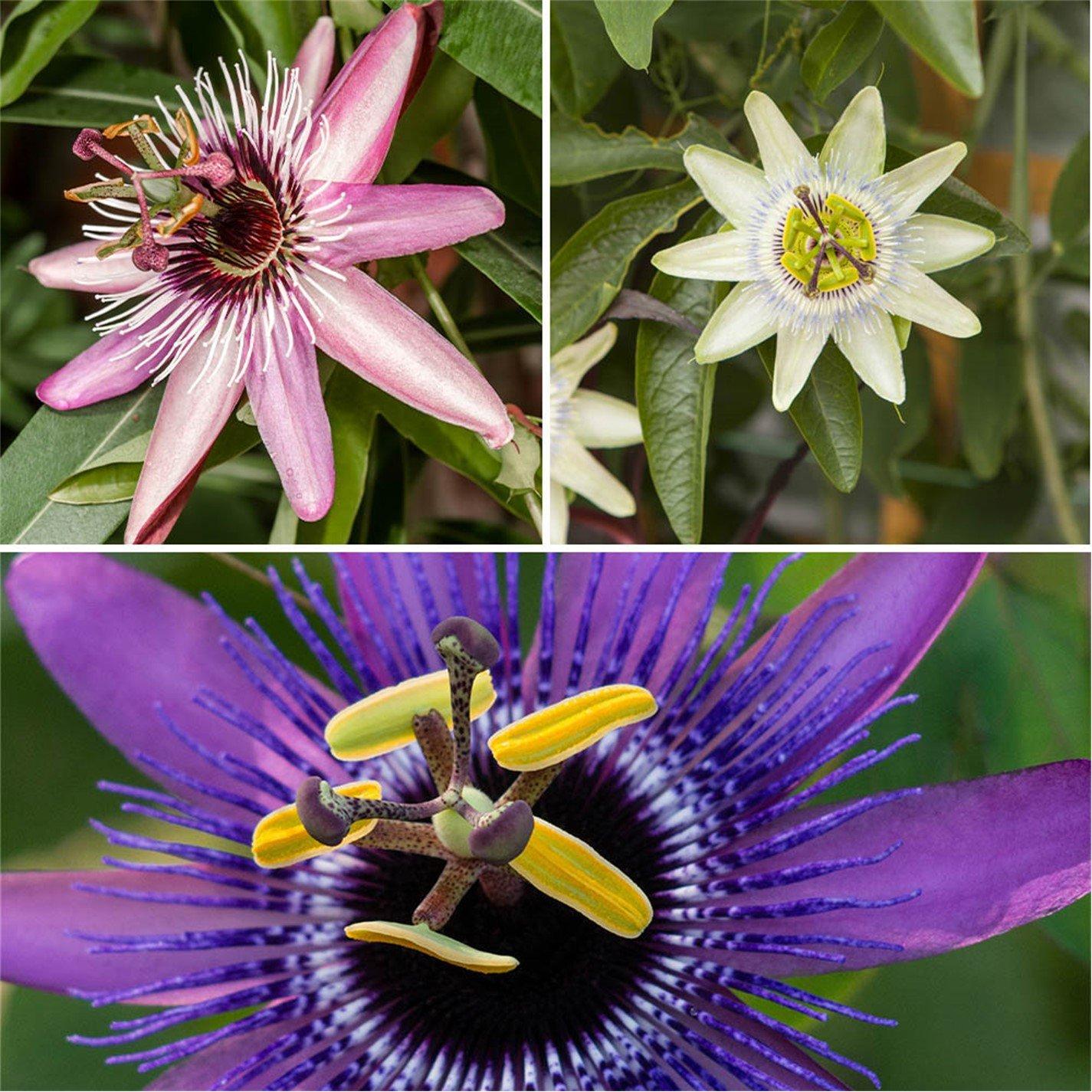 Brown - YouGarden - Passiflora Collection 9cm x 3 - 1