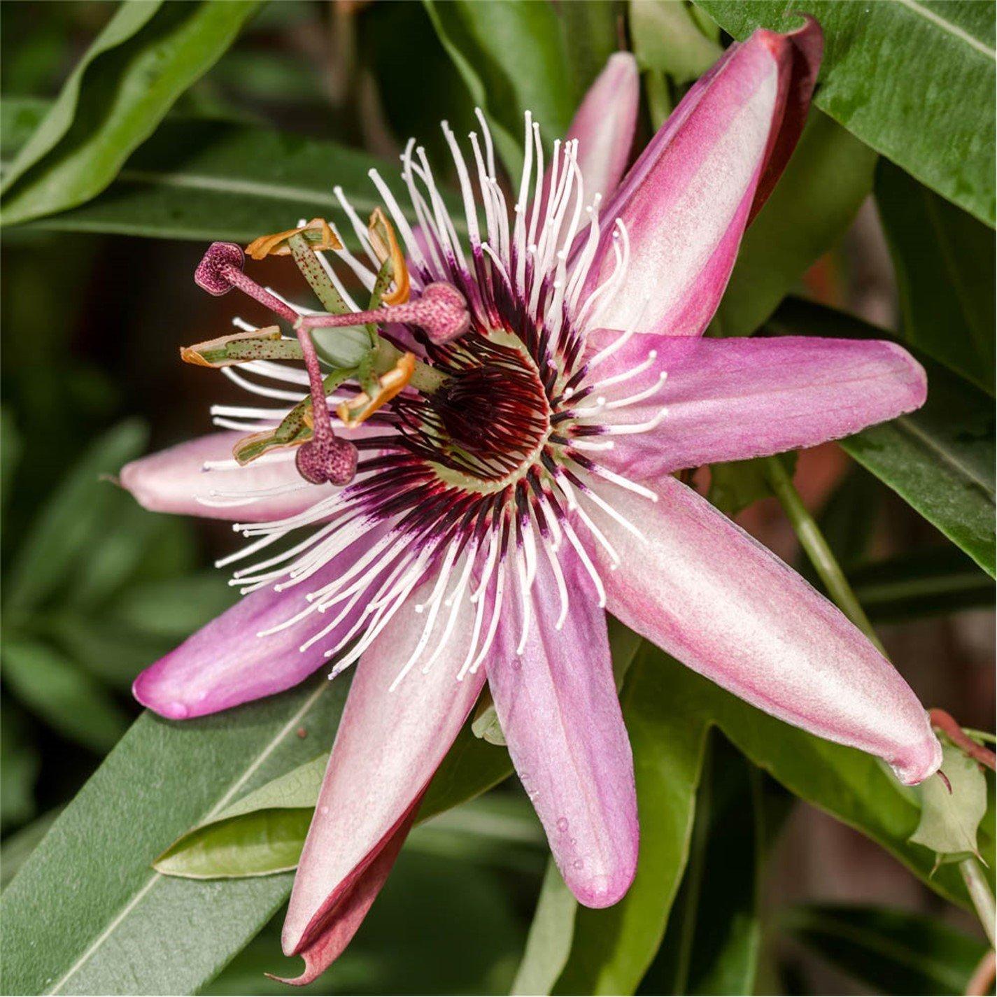 Brown - YouGarden - Passiflora Collection 9cm x 3 - 2