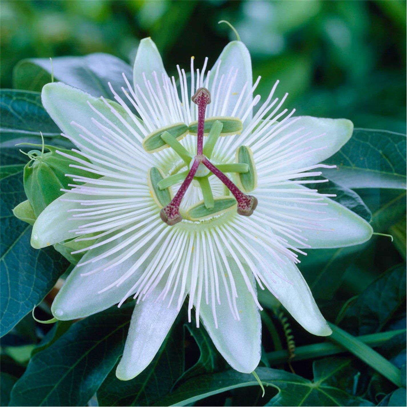 Brown - YouGarden - Passiflora Collection 9cm x 3 - 3
