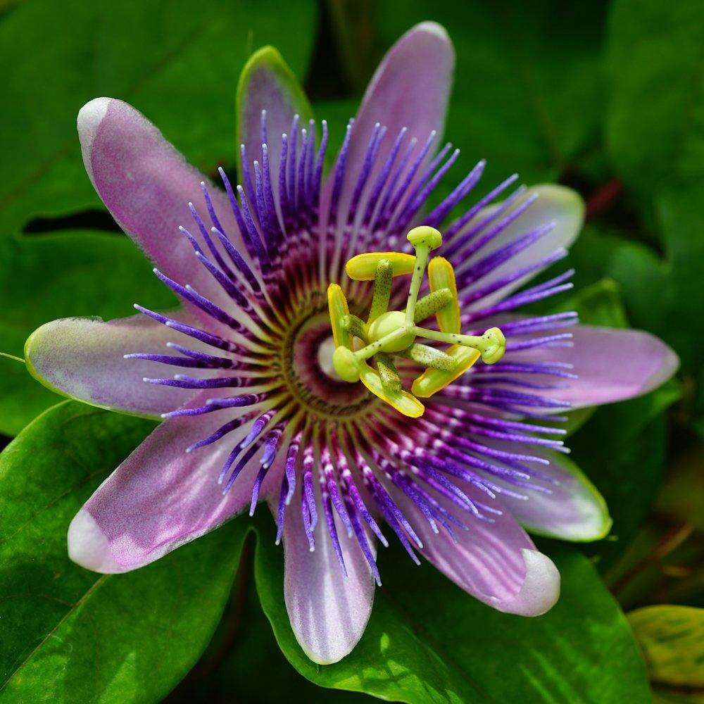 Brown - YouGarden - Passiflora Collection 9cm x 3 - 4