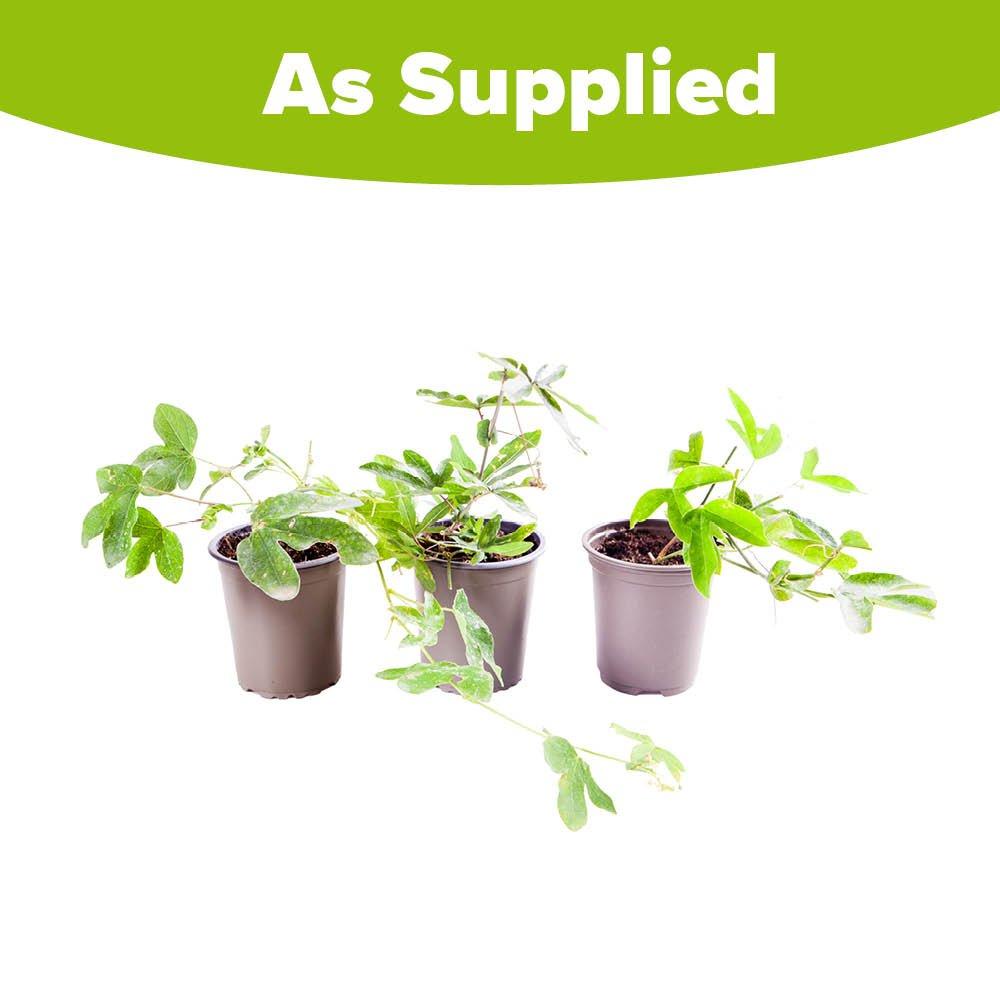 Brown - YouGarden - Passiflora Collection 9cm x 3 - 5