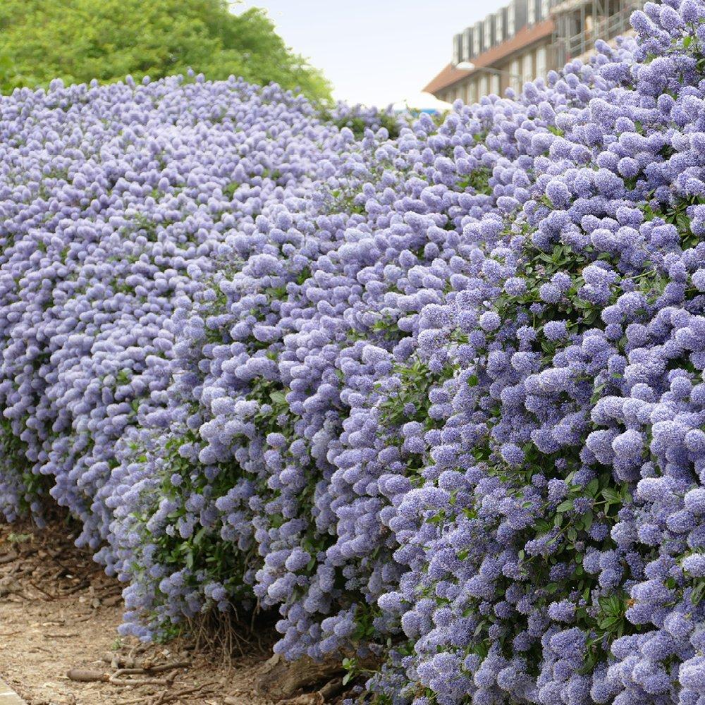 Brown - YouGarden - Ceanothus thyrsiflorus repens 2L - 2