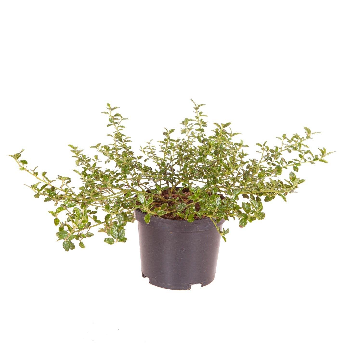 Brown - YouGarden - Ceanothus thyrsiflorus repens 2L - 3