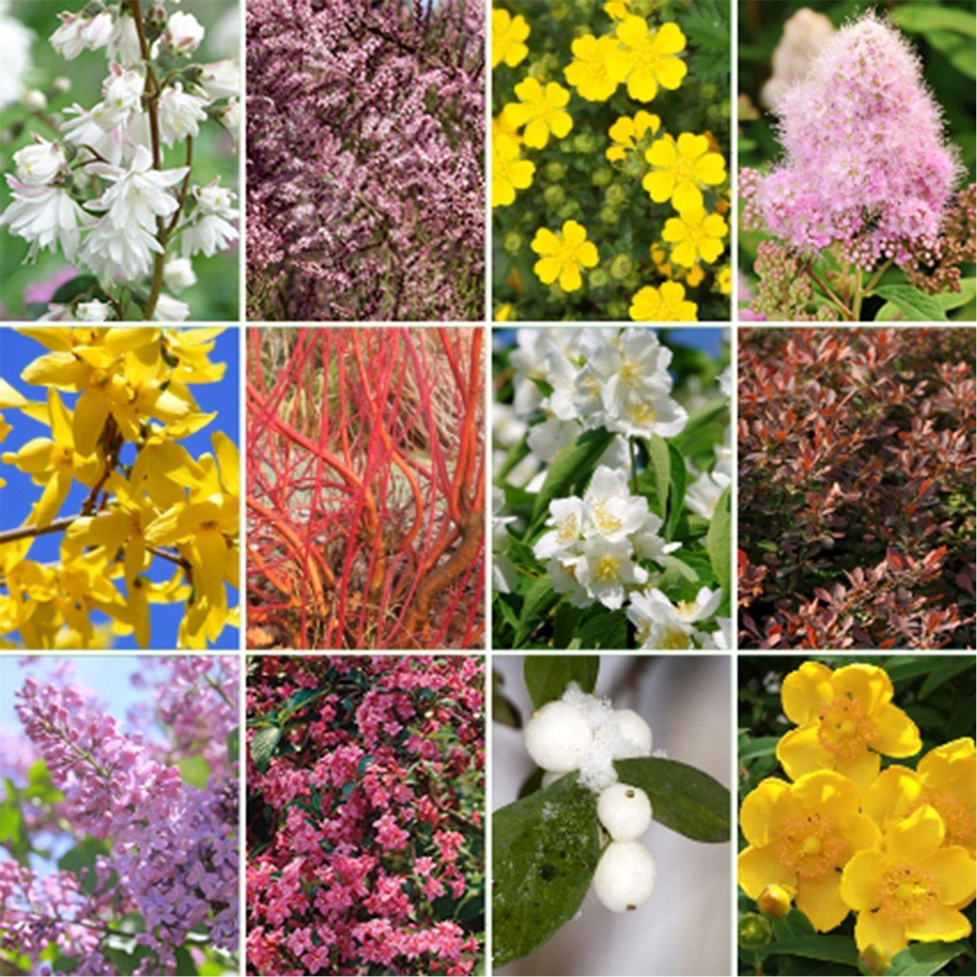 Brown - YouGarden - The Ultimate Winter Hardy Shrub Collection - 1