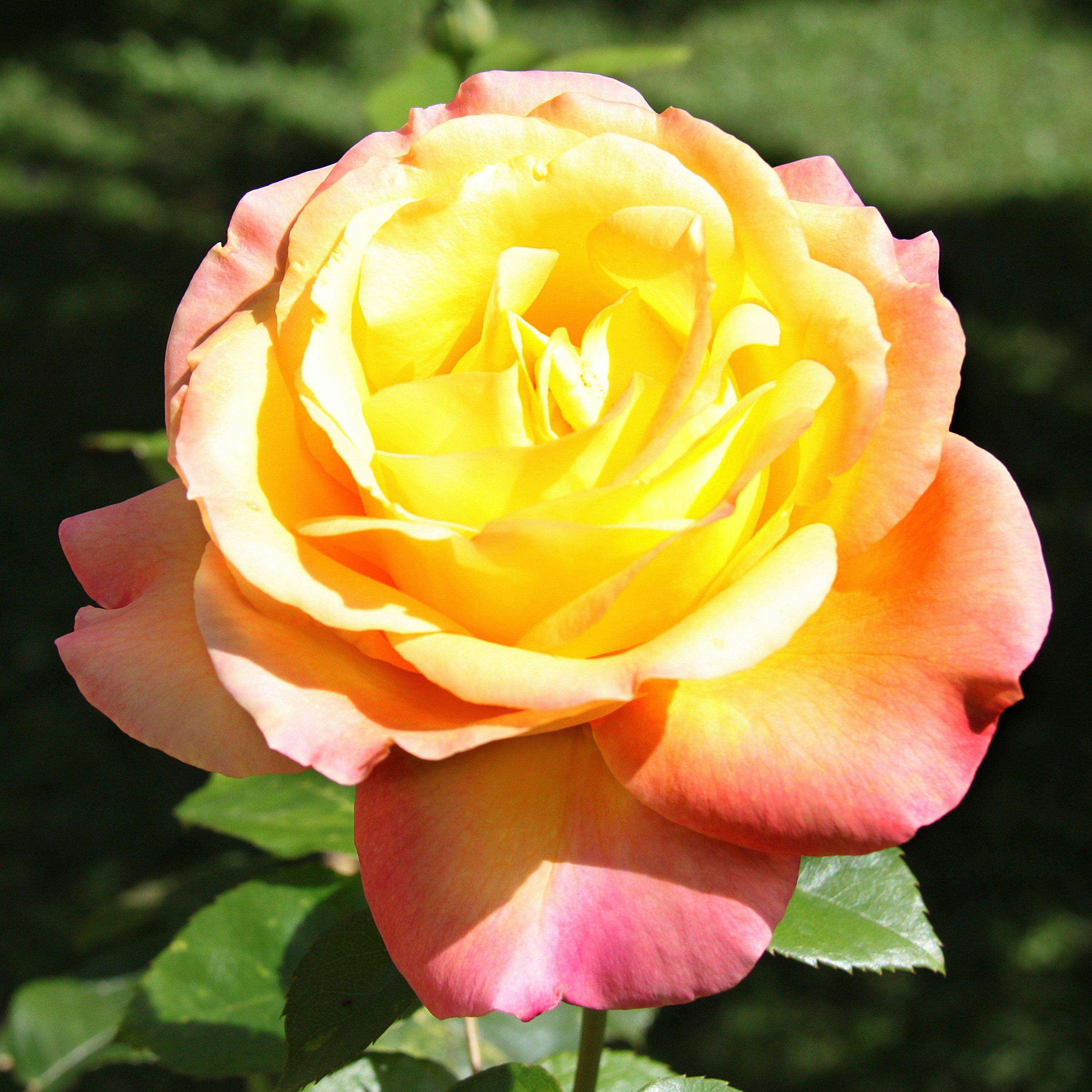 Brown - YouGarden - Rose Garden Glamour Collection Bare Root x 5 - 2