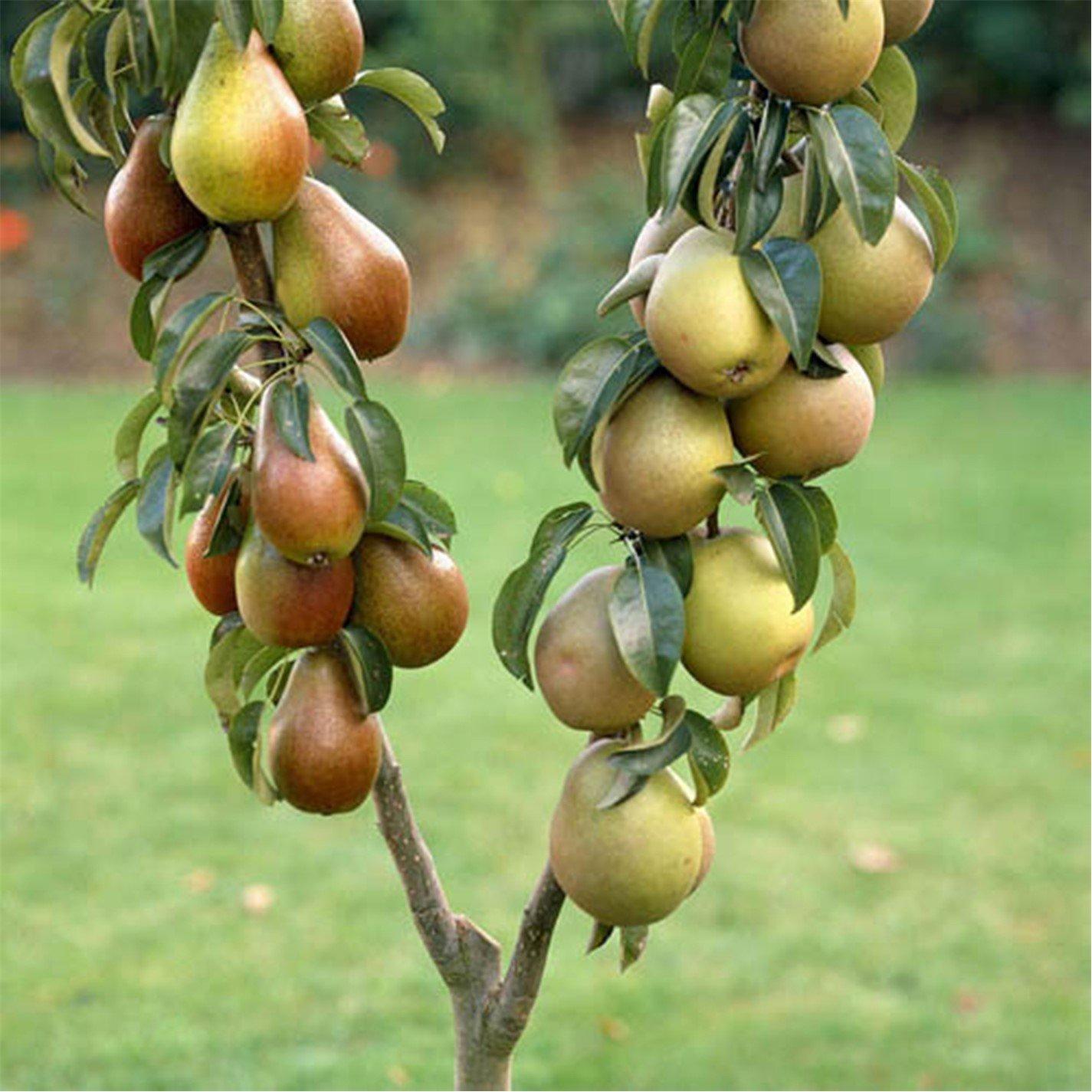 Brown - YouGarden - Pear Duo Fruit Tree bare root - 1