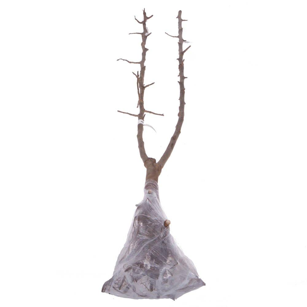 Brown - YouGarden - Pear Duo Fruit Tree bare root - 2