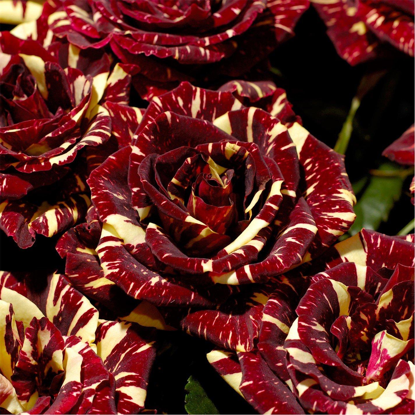 Brown - YouGarden - Rose Abracadabra bare root - 1