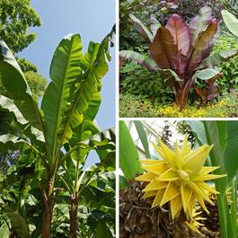 YouGarden Architectural Banana Plant collection - 3 var