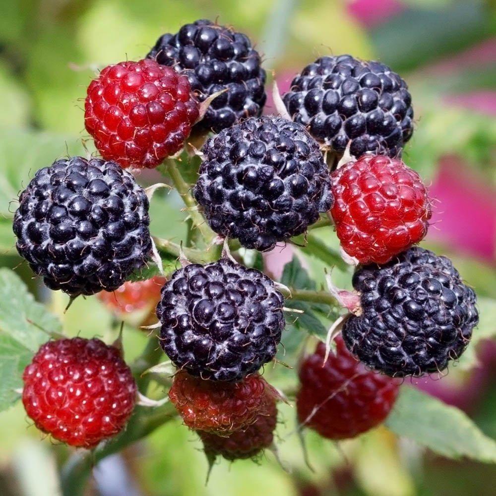 Brown - YouGarden - Raspberry Black Jewel 1.7L pot - 2