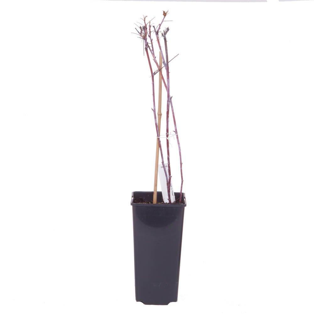 Brown - YouGarden - Raspberry Black Jewel 1.7L pot - 3