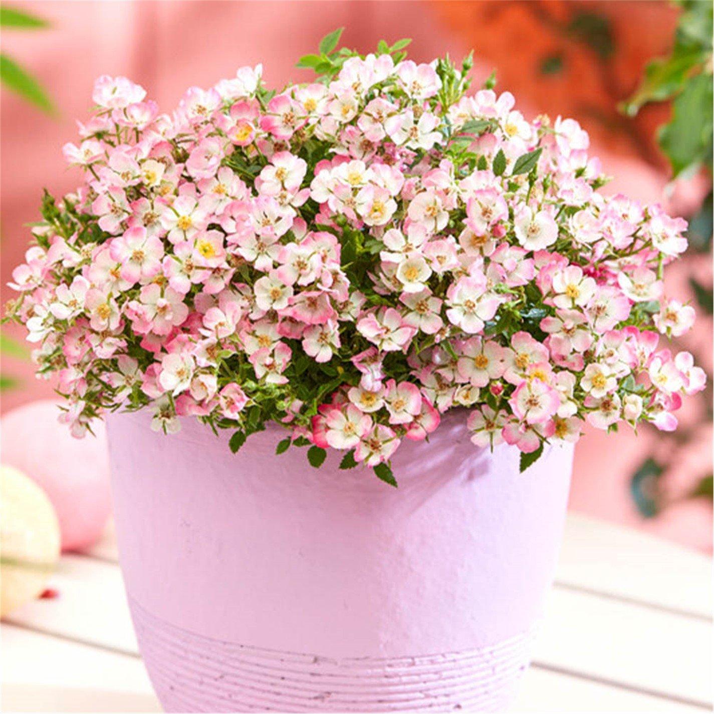 Brown - YouGarden - Rosa Cutie Pie 9cm x 3 - 1