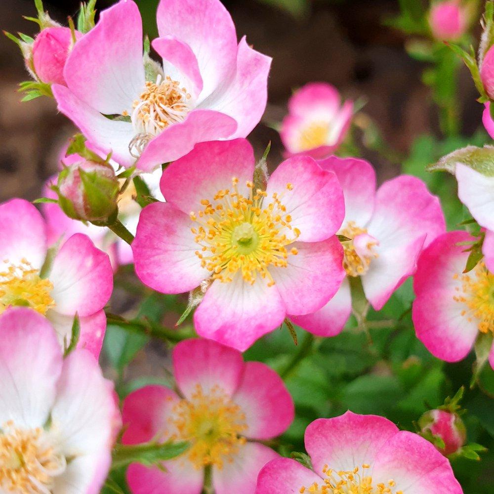 Brown - YouGarden - Rosa Cutie Pie 9cm x 3 - 2