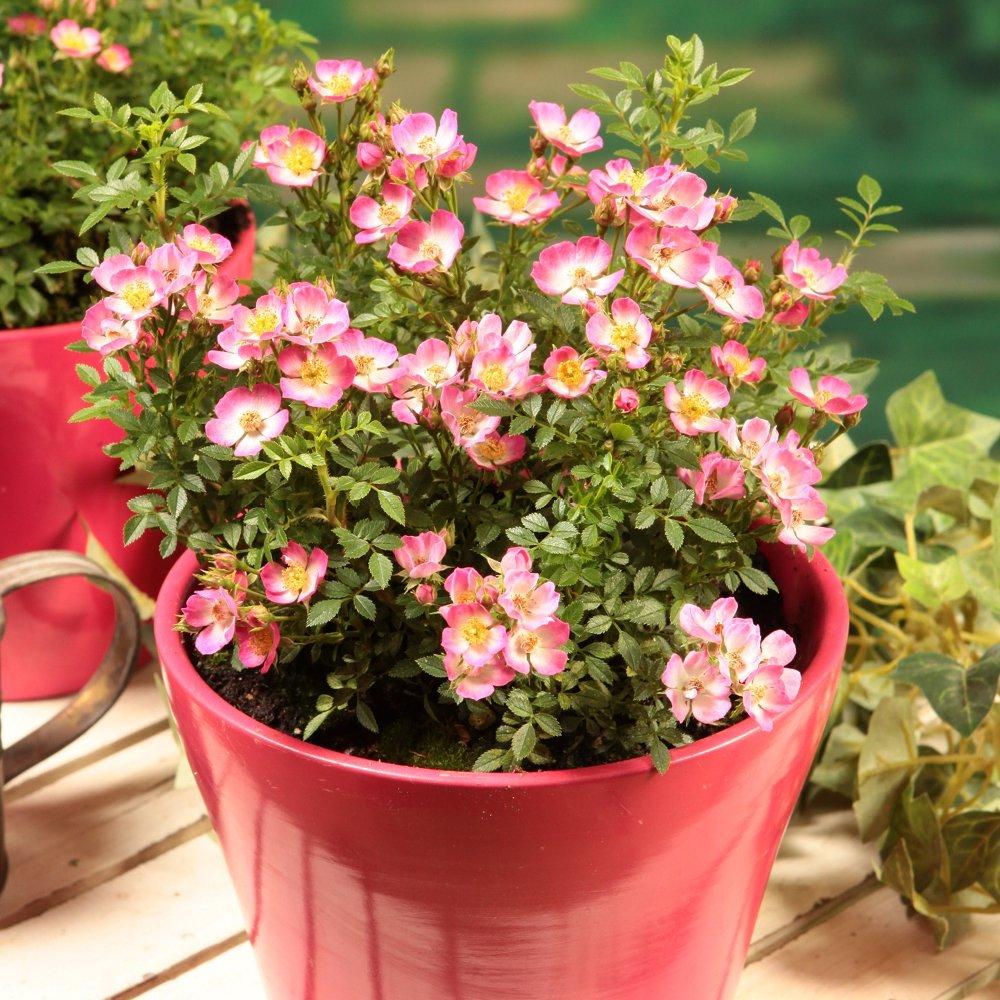 Brown - YouGarden - Rosa Cutie Pie 9cm x 3 - 3