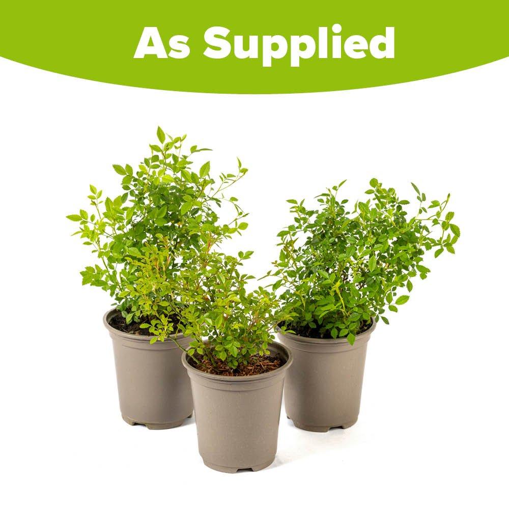 Brown - YouGarden - Rosa Cutie Pie 9cm x 3 - 4