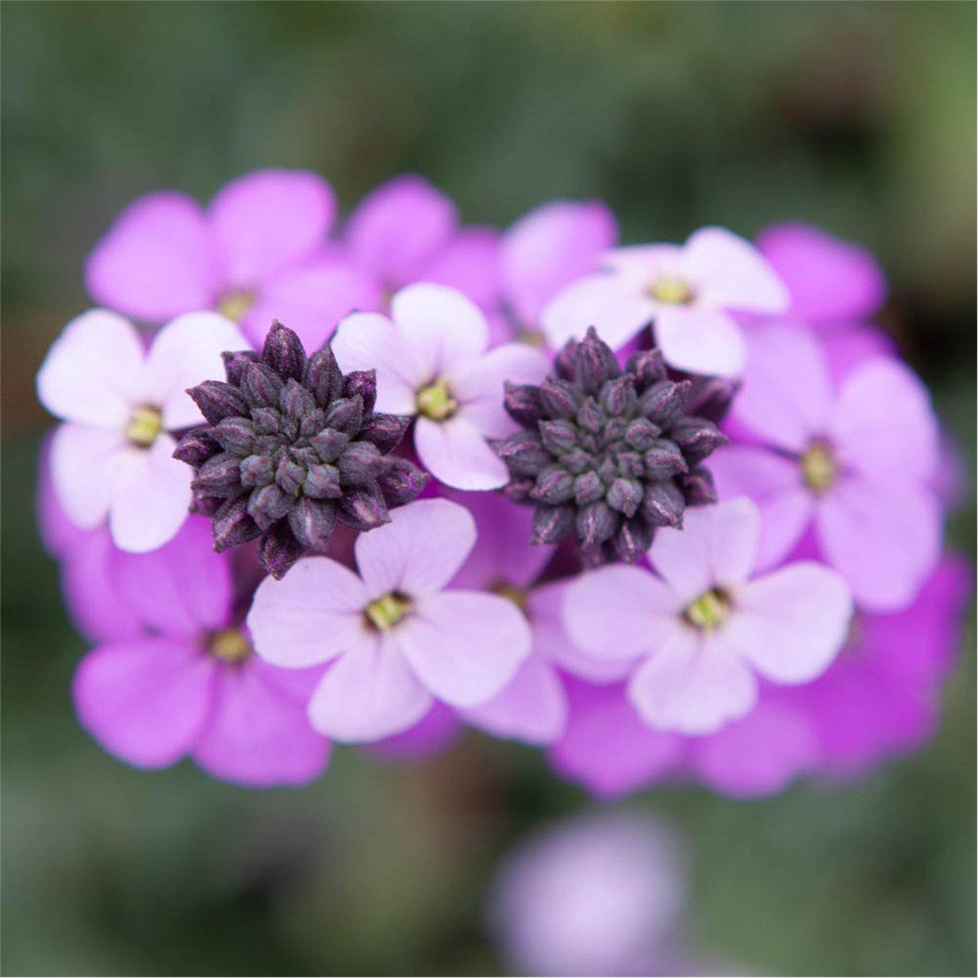 Brown - YouGarden - Erysimum Bowles Mauve 9cm x 3 - 1