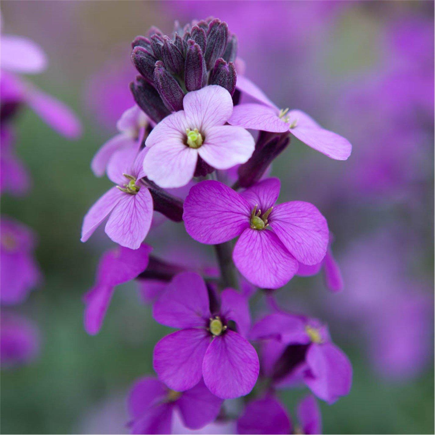 Brown - YouGarden - Erysimum Bowles Mauve 9cm x 3 - 2