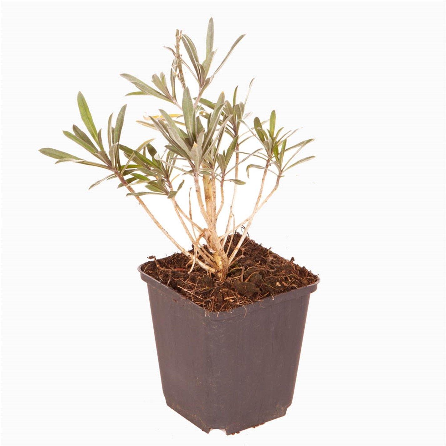 Brown - YouGarden - Erysimum Bowles Mauve 9cm x 3 - 3