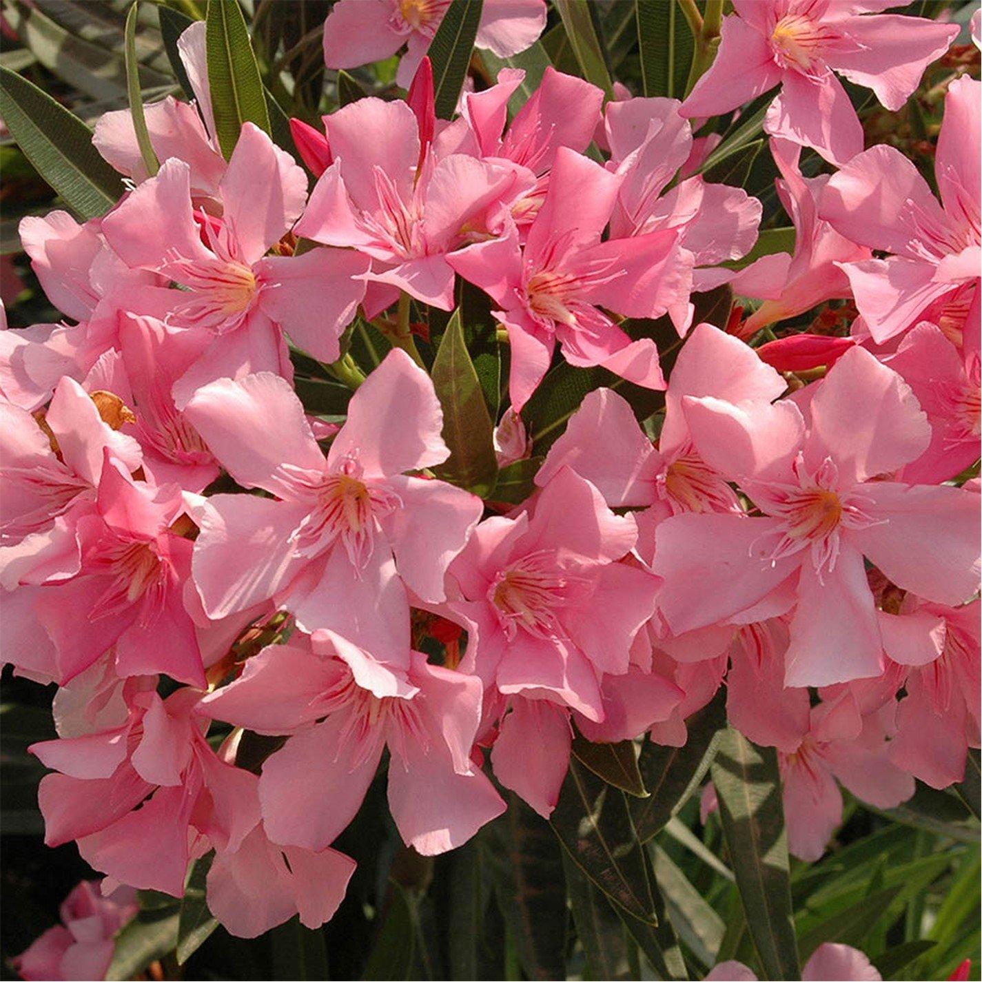 Yougarden  Oleander Standard Shades Of Pink P18 80-110Cm - Brown - 18cm Pot