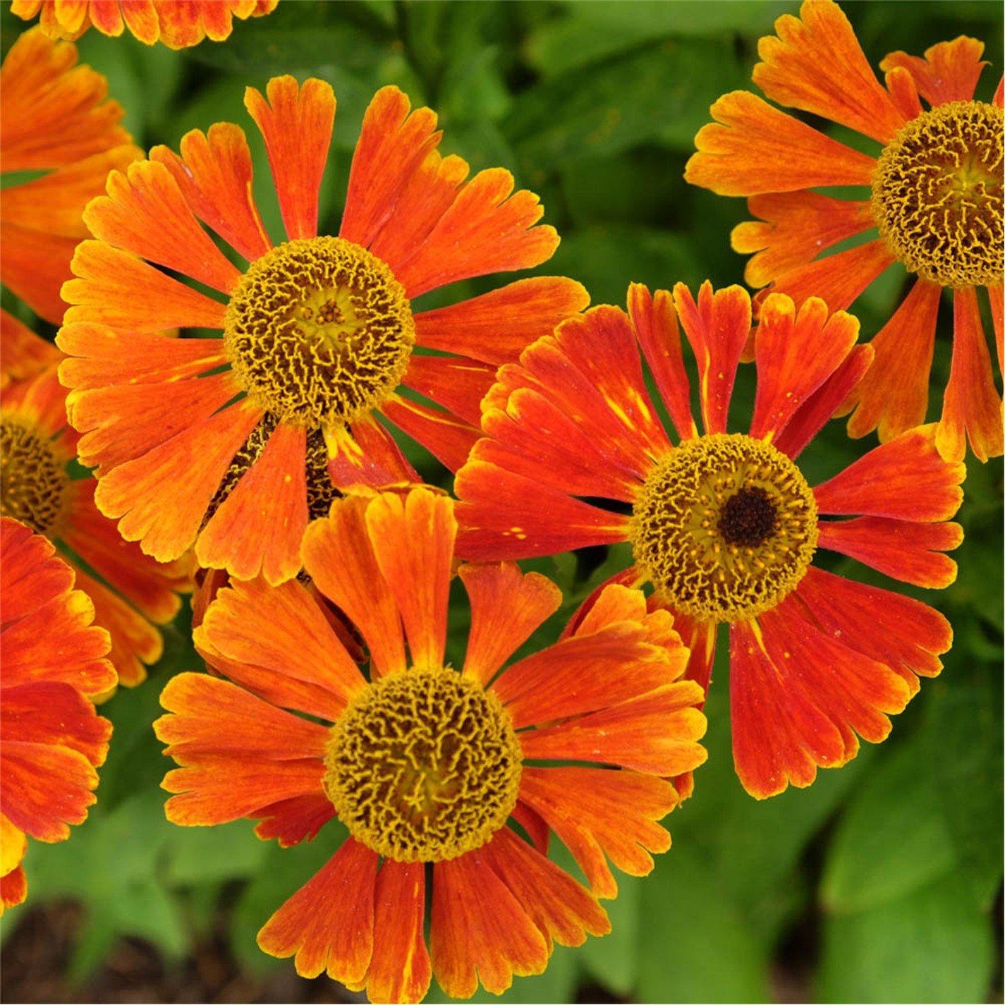 Brown - YouGarden - Helenium Moerheim Beauty 9cm x 3 - 1