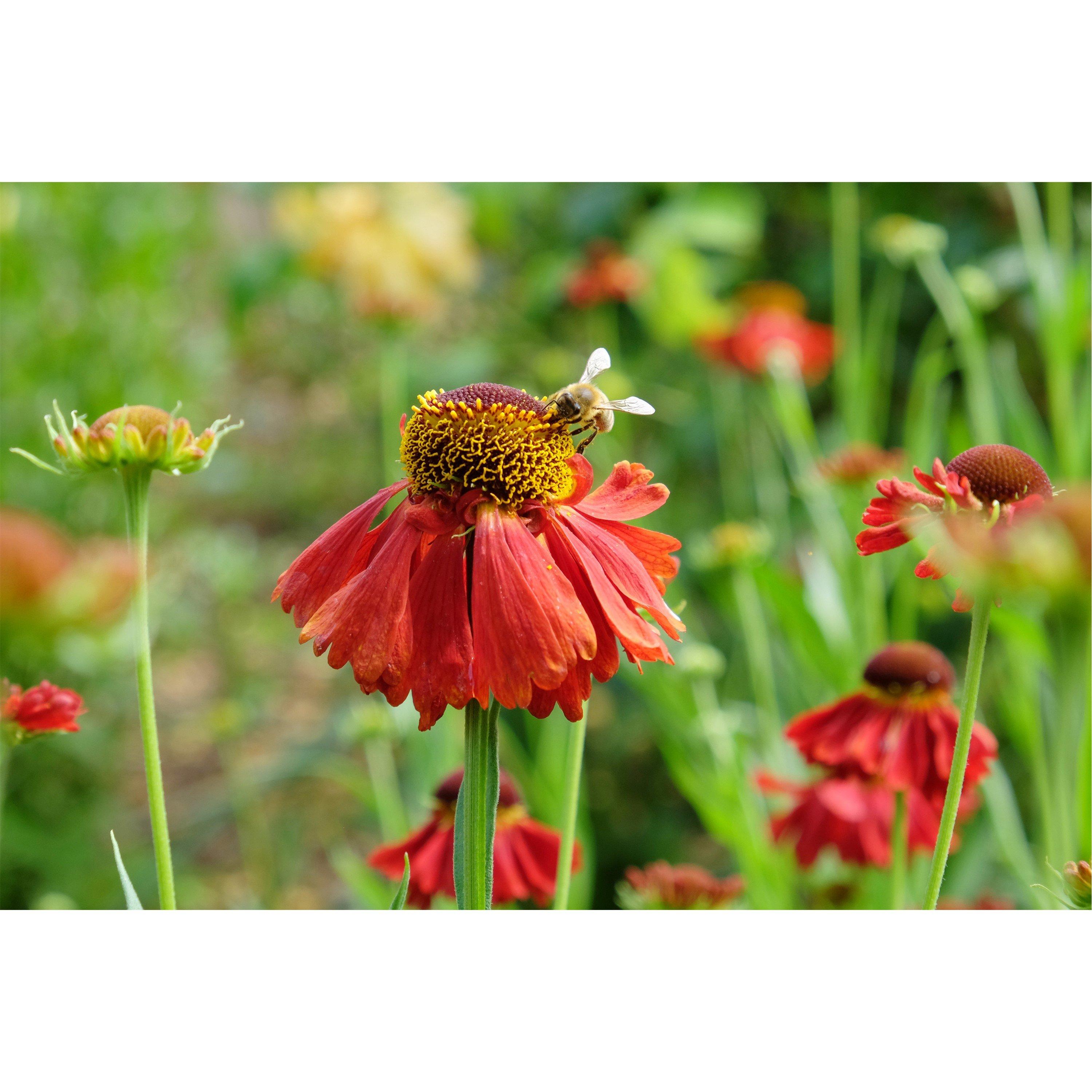 Brown - YouGarden - Helenium Moerheim Beauty 9cm x 3 - 2