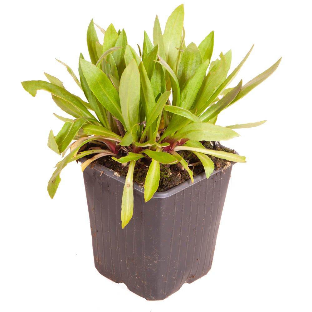 Brown - YouGarden - Helenium Moerheim Beauty 9cm x 3 - 3