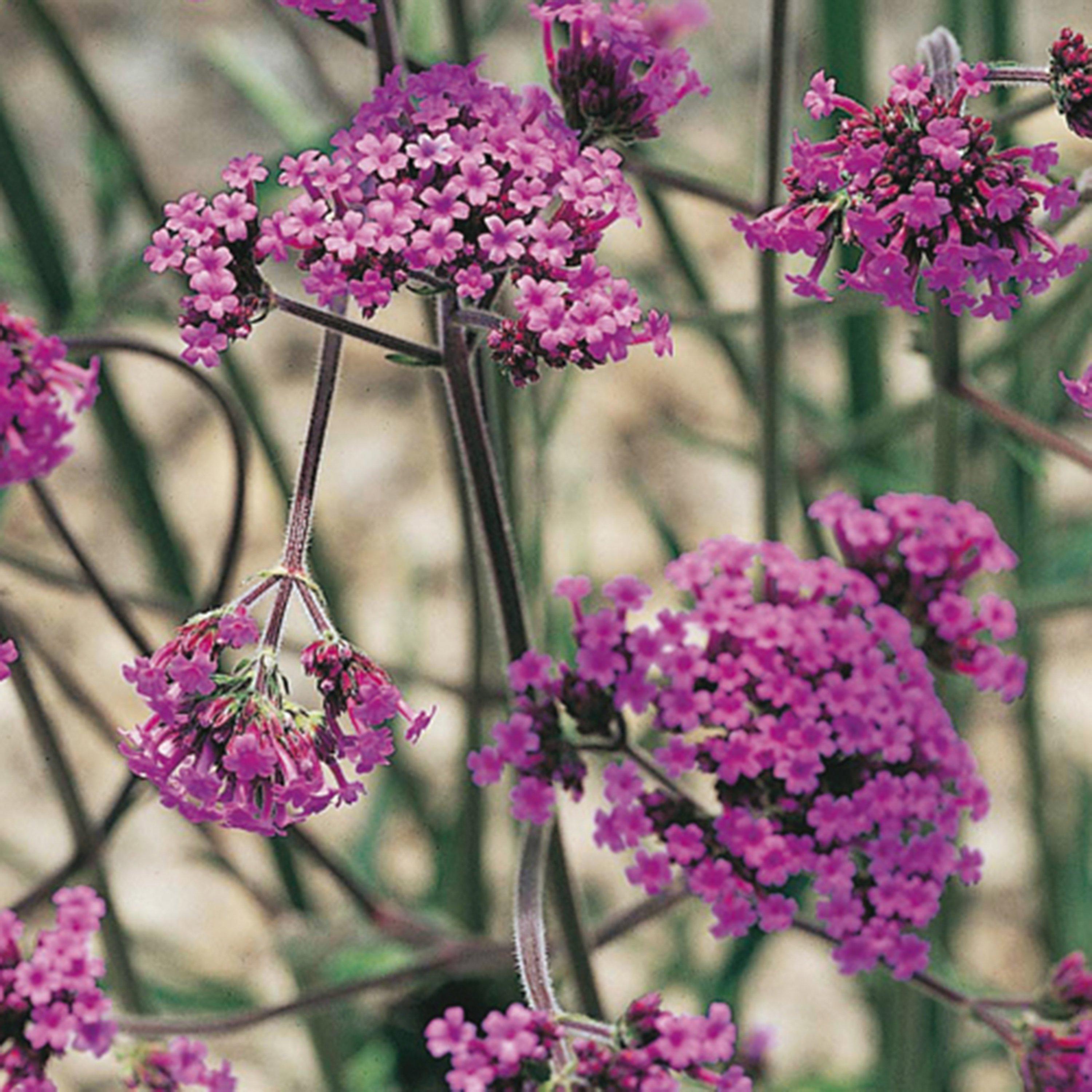 Brown - YouGarden - Verbena bonariensis 9cm x 3 - 1