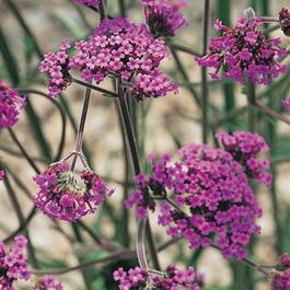 YouGarden Verbena bonariensis 9cm x 3