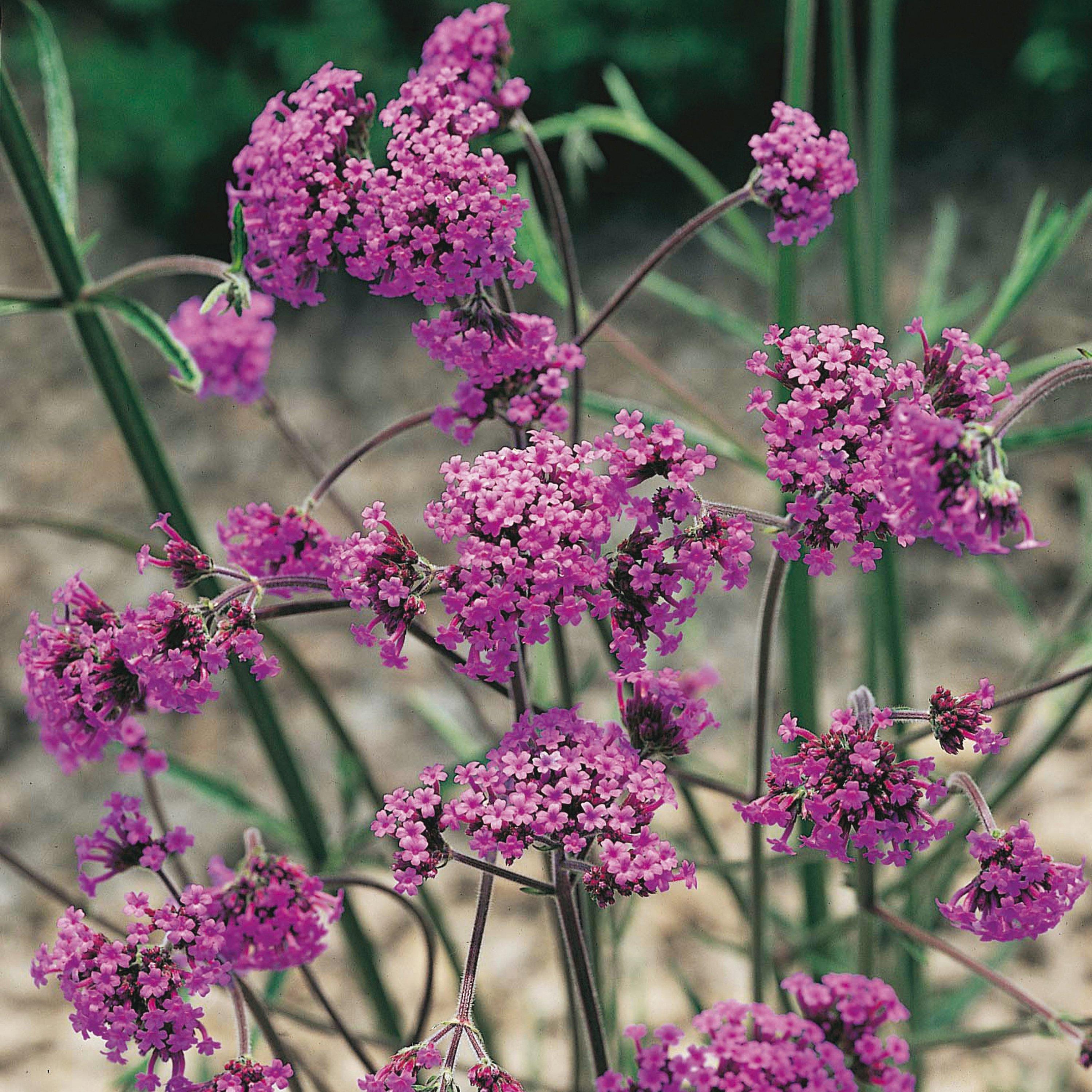 Brown - YouGarden - Verbena bonariensis 9cm x 3 - 2