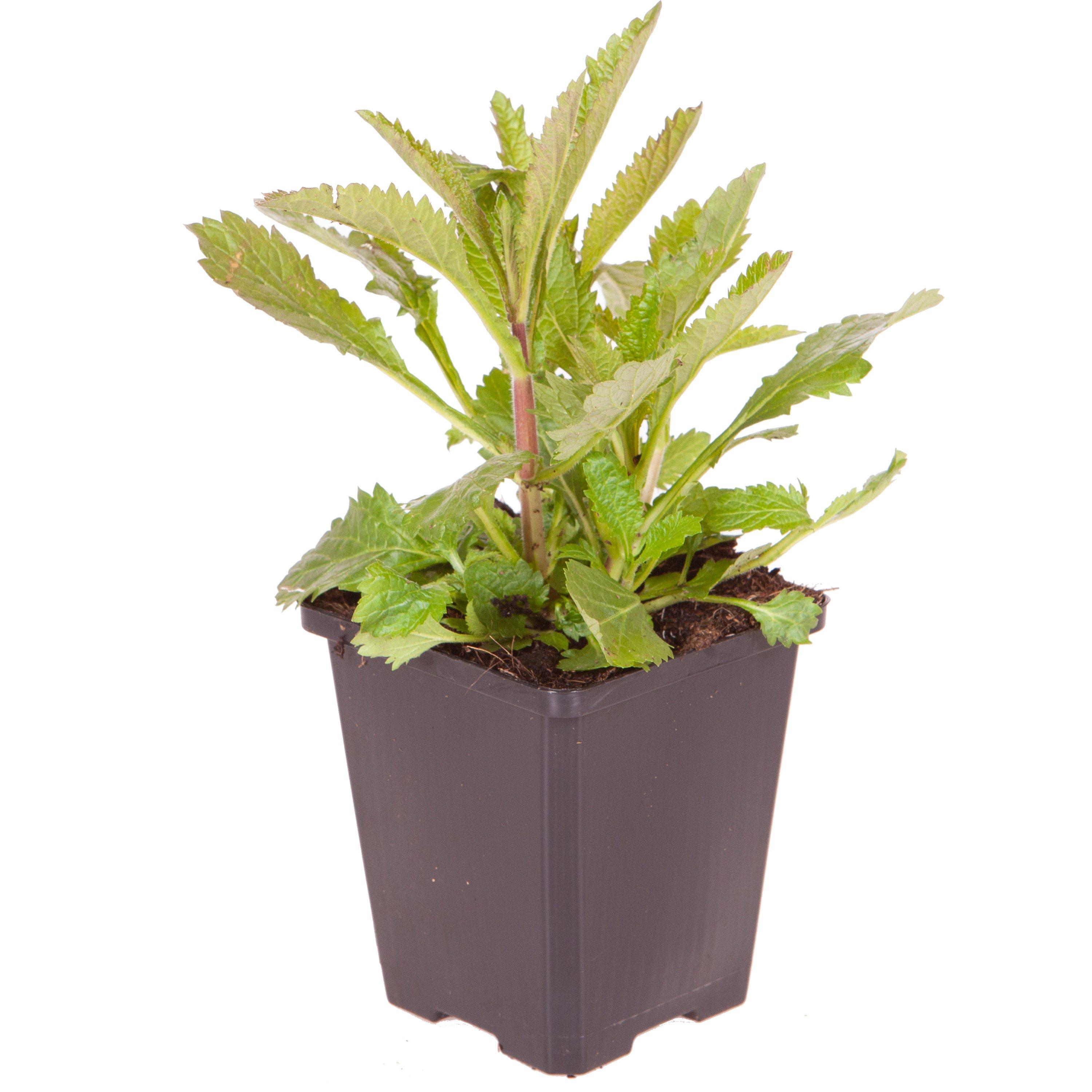 Brown - YouGarden - Verbena bonariensis 9cm x 3 - 3