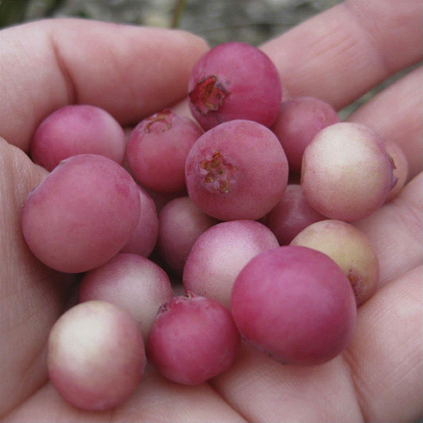 Brown - YouGarden - Blueberry Pink Lemonade 1.5L pot - 1