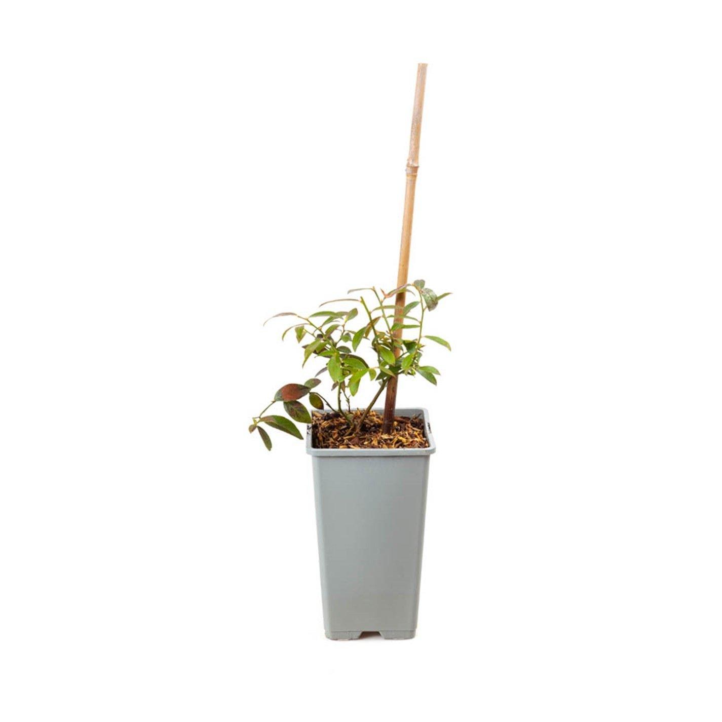 Brown - YouGarden - Blueberry Pink Lemonade 1.5L pot - 2