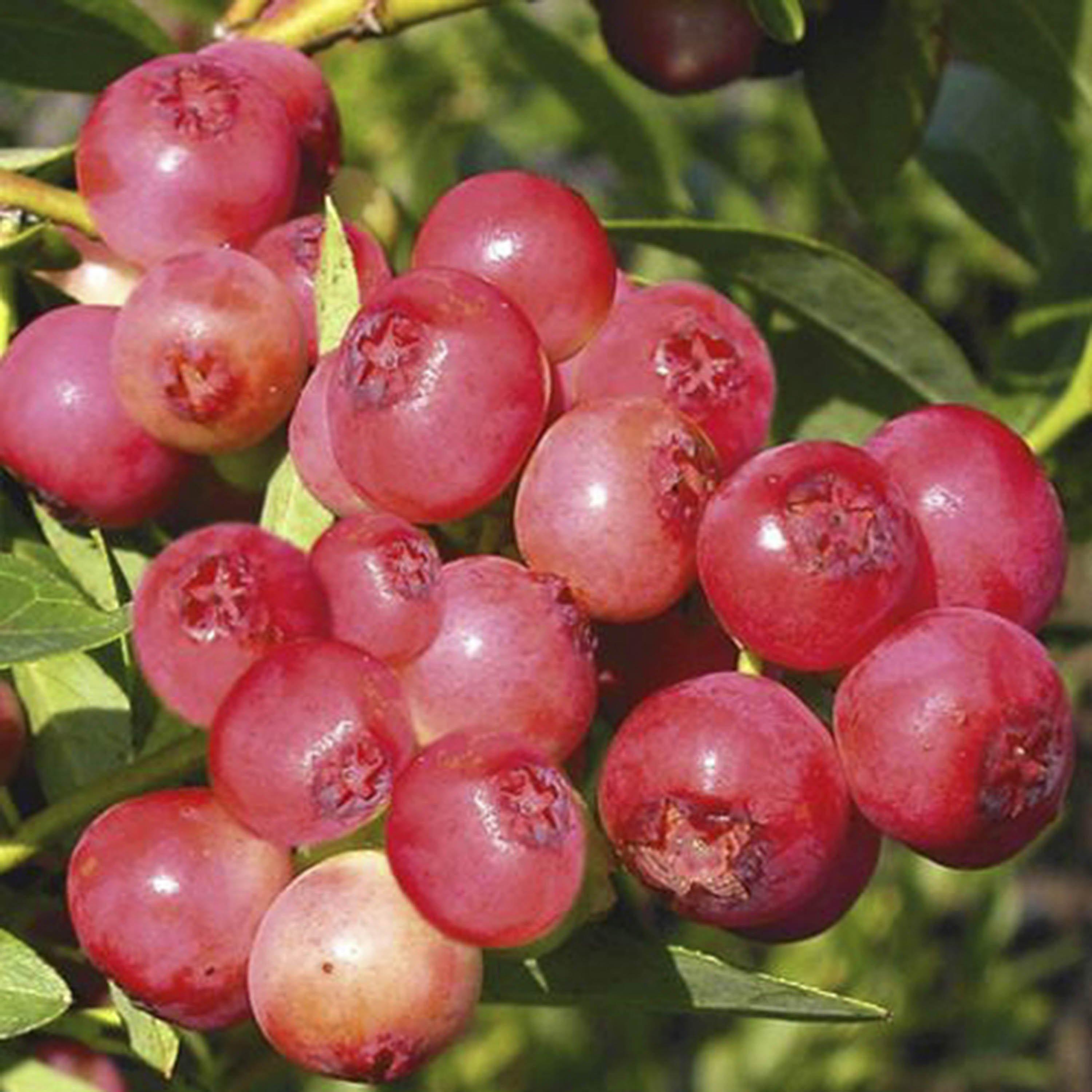 Brown - YouGarden - Blueberry Pink Lemonade 1.5L pot - 3