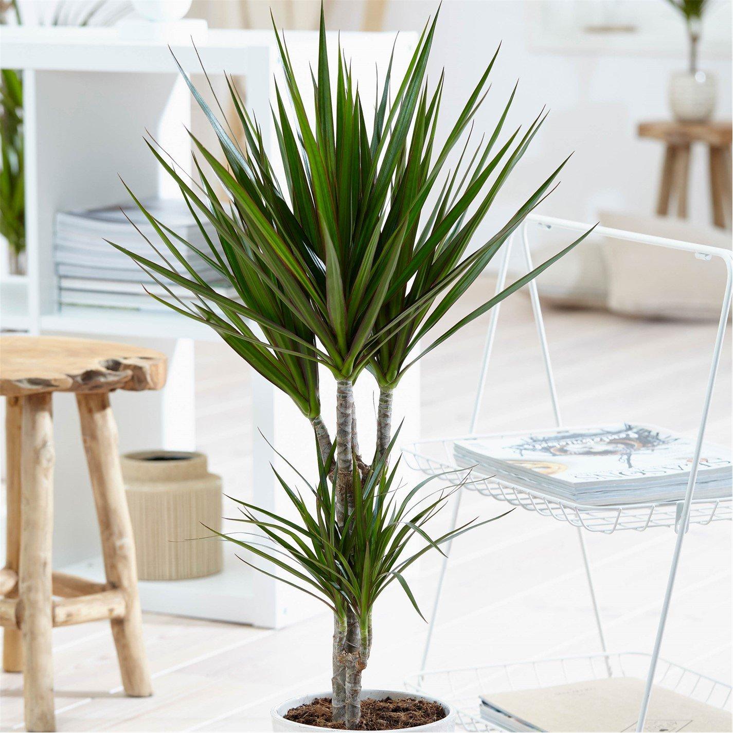 Yougarden  Dracaena Marginata 2 Stem 30/15Cm In 17Cm Pot - Brown - 17cm Pot