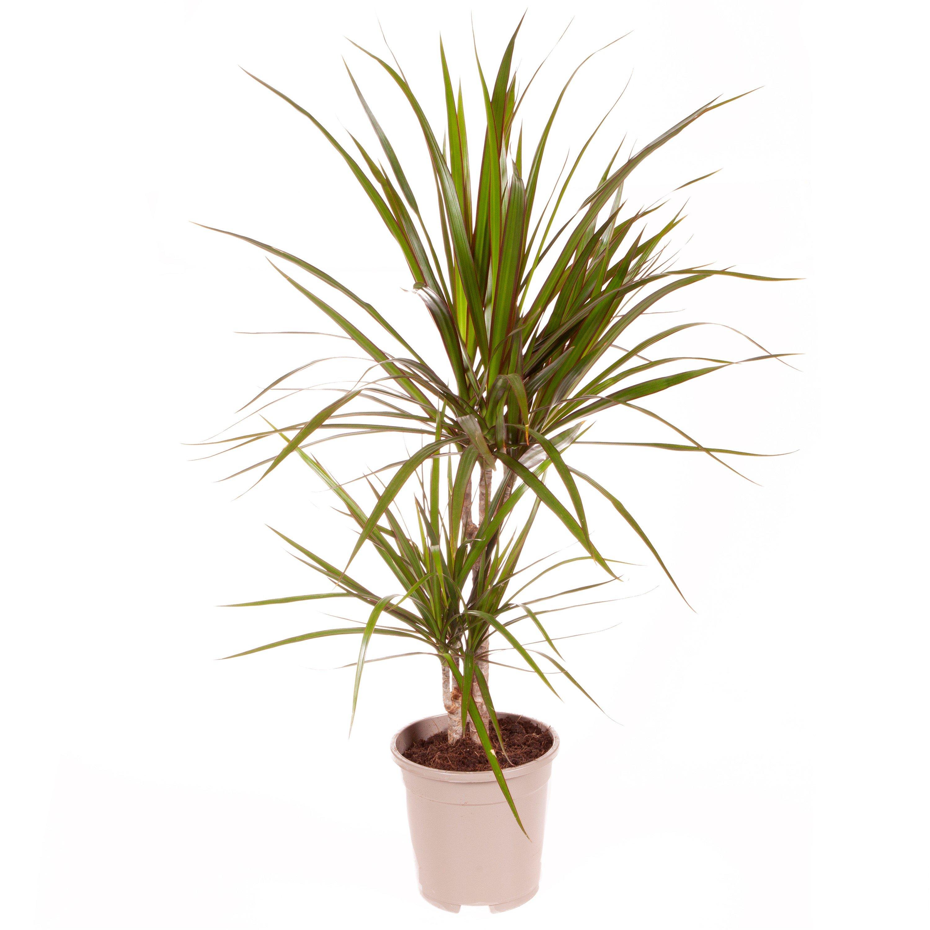 Brown - YouGarden - Dracaena Marginata 2 stem 30/15cm in 17cm pot - 2