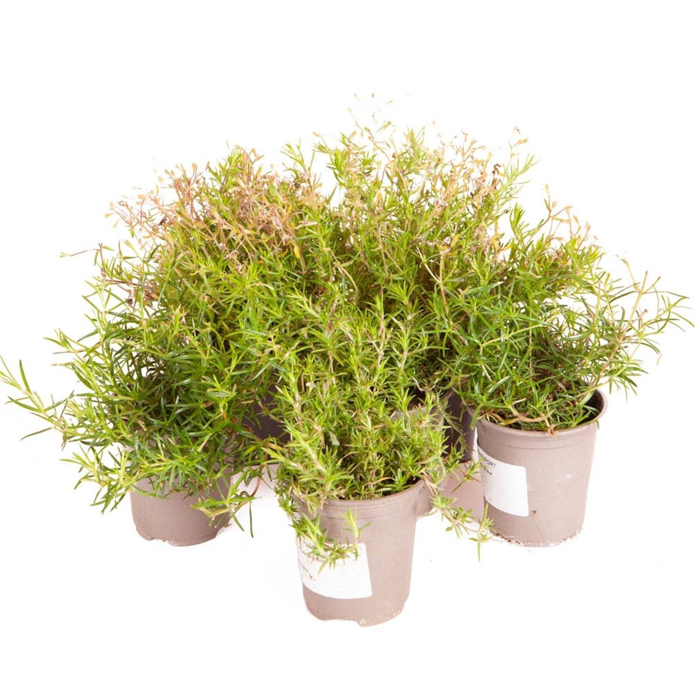 Brown - YouGarden - Phlox Collection 3x9cm Pots - 2