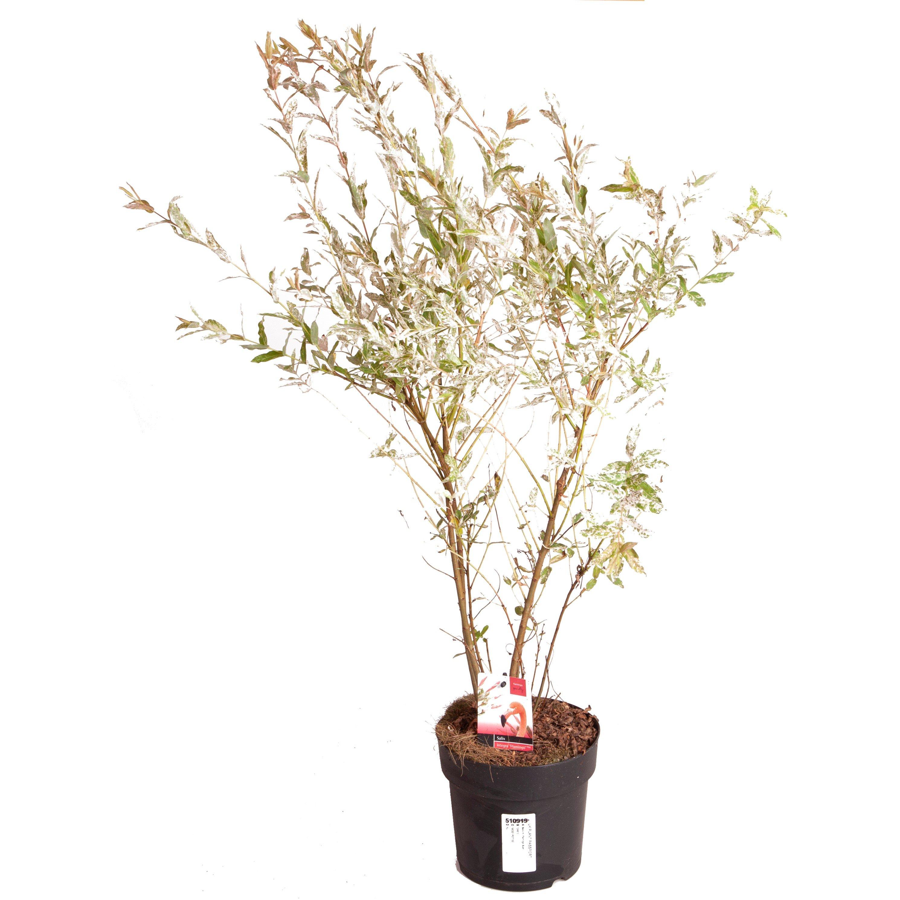 Brown - YouGarden - Salix Flamingo bush 3L - 4