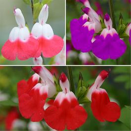 YouGarden Salvia Lips Collection 3 x 9cm