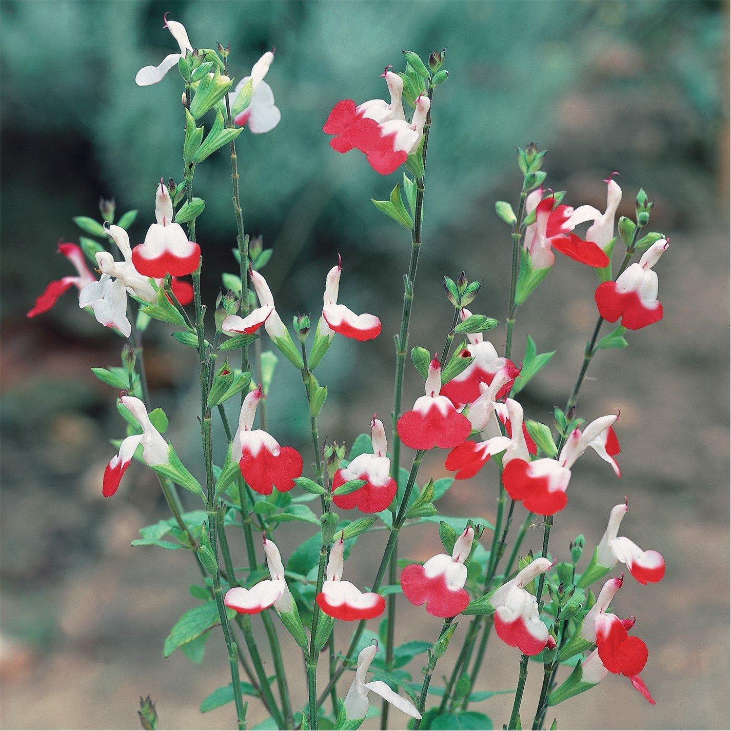 Brown - YouGarden - Salvia Lips Collection 3 x 9cm - 2