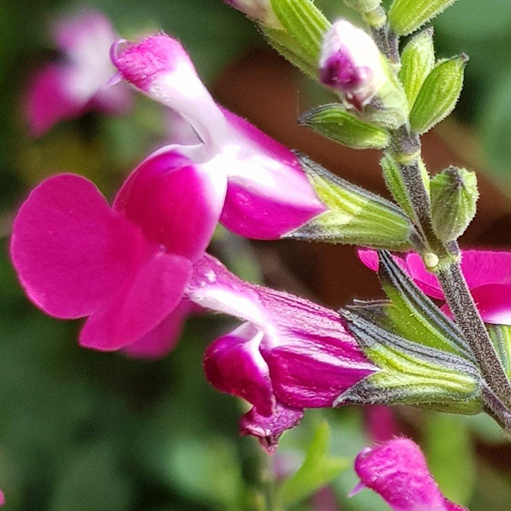 Brown - YouGarden - Salvia Lips Collection 3 x 9cm - 3