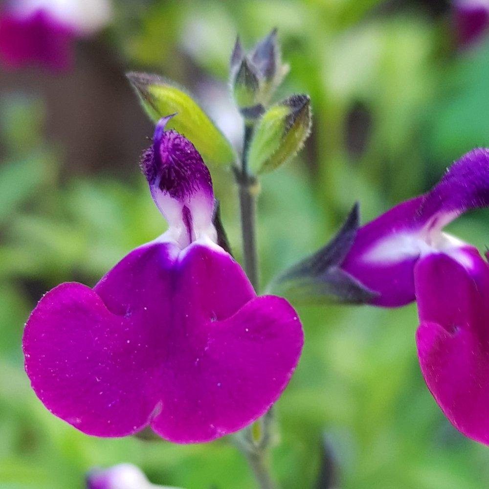 Brown - YouGarden - Salvia Lips Collection 3 x 9cm - 4