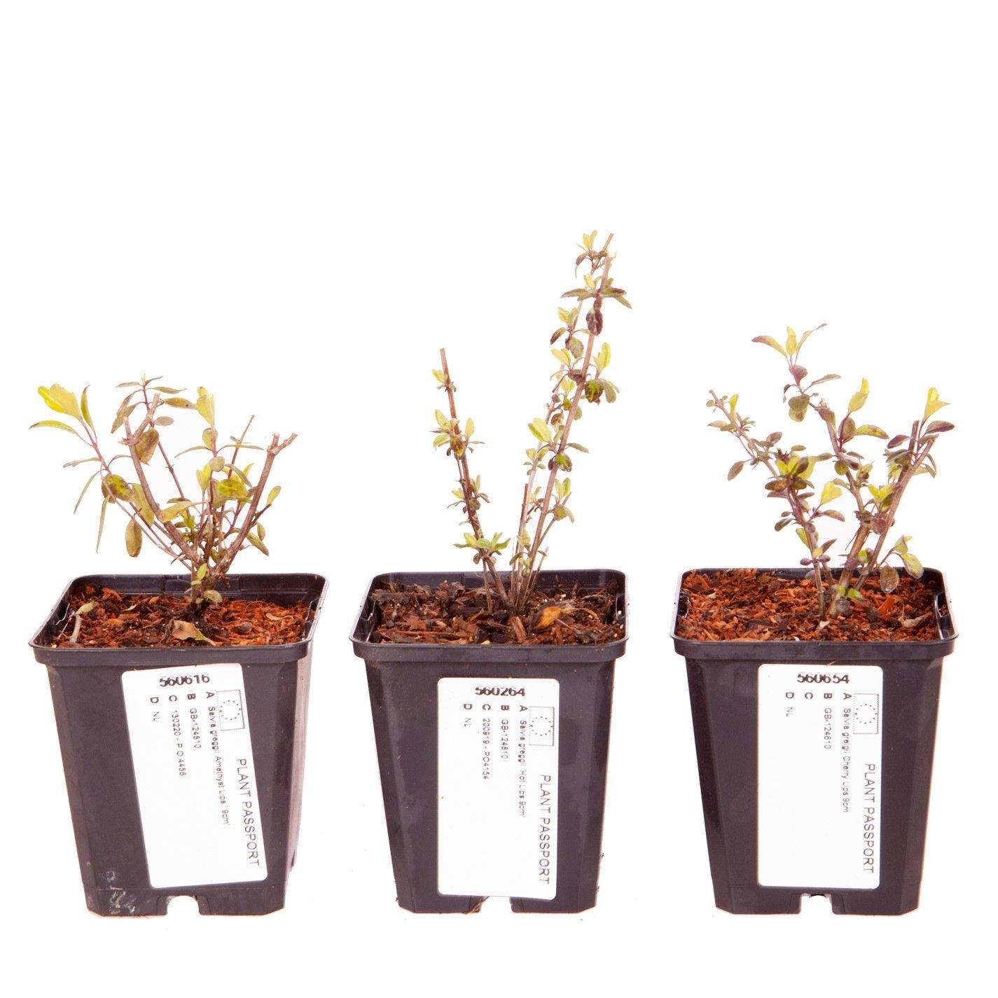 Brown - YouGarden - Salvia Lips Collection 3 x 9cm - 5