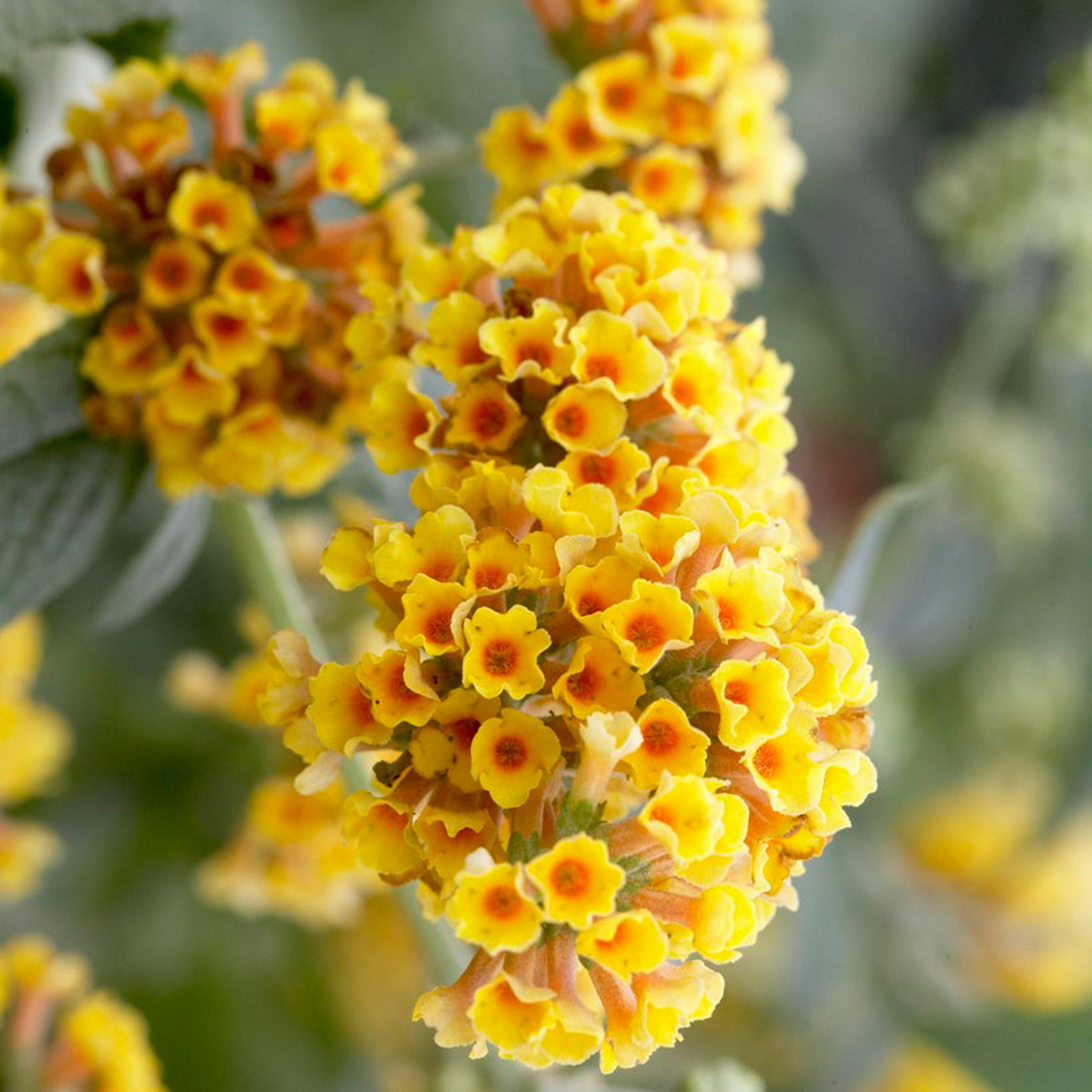 Yougarden  Buddleia Sungold 2L - Brown - 2L potted