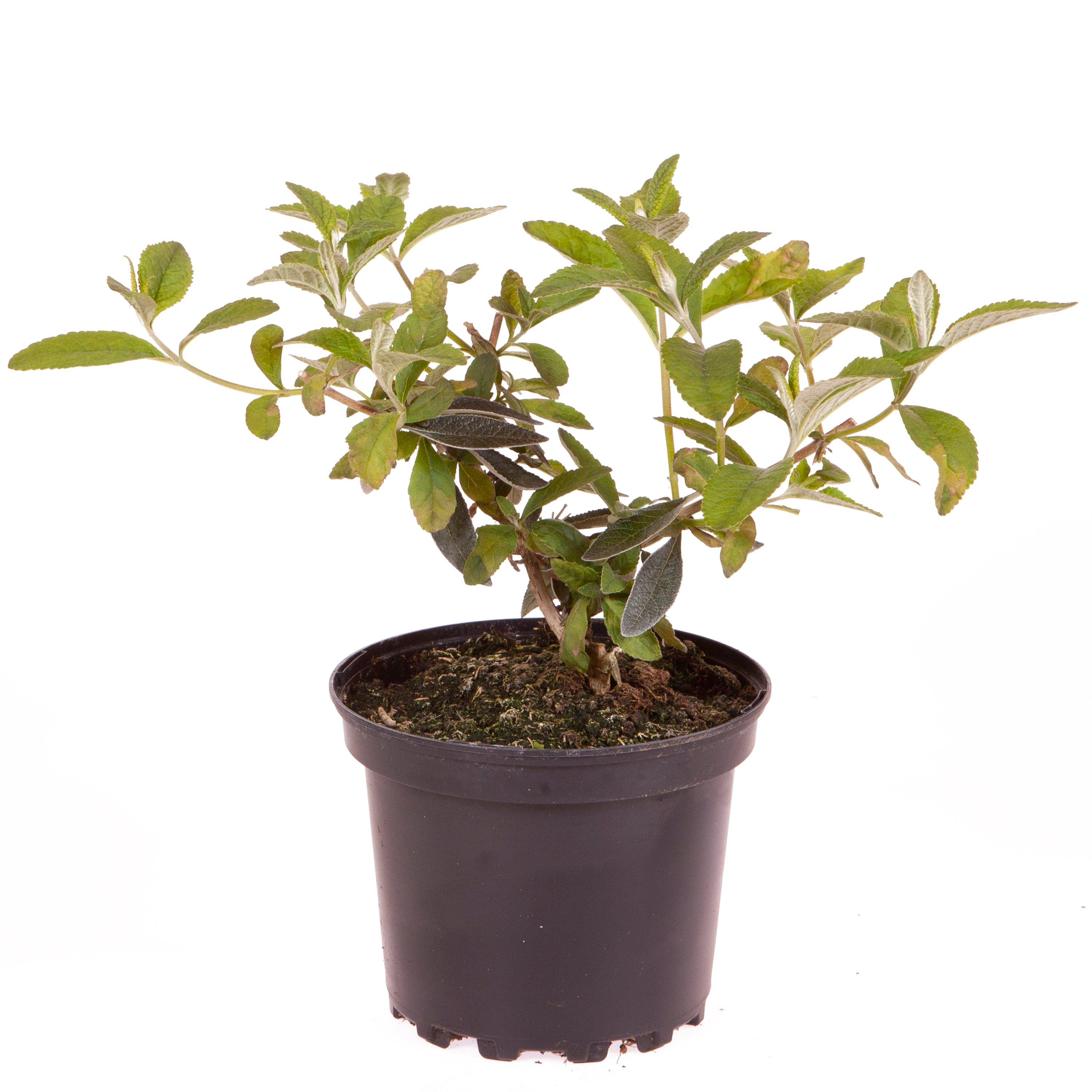 Brown - YouGarden - Buddleia Sungold 2L - 3