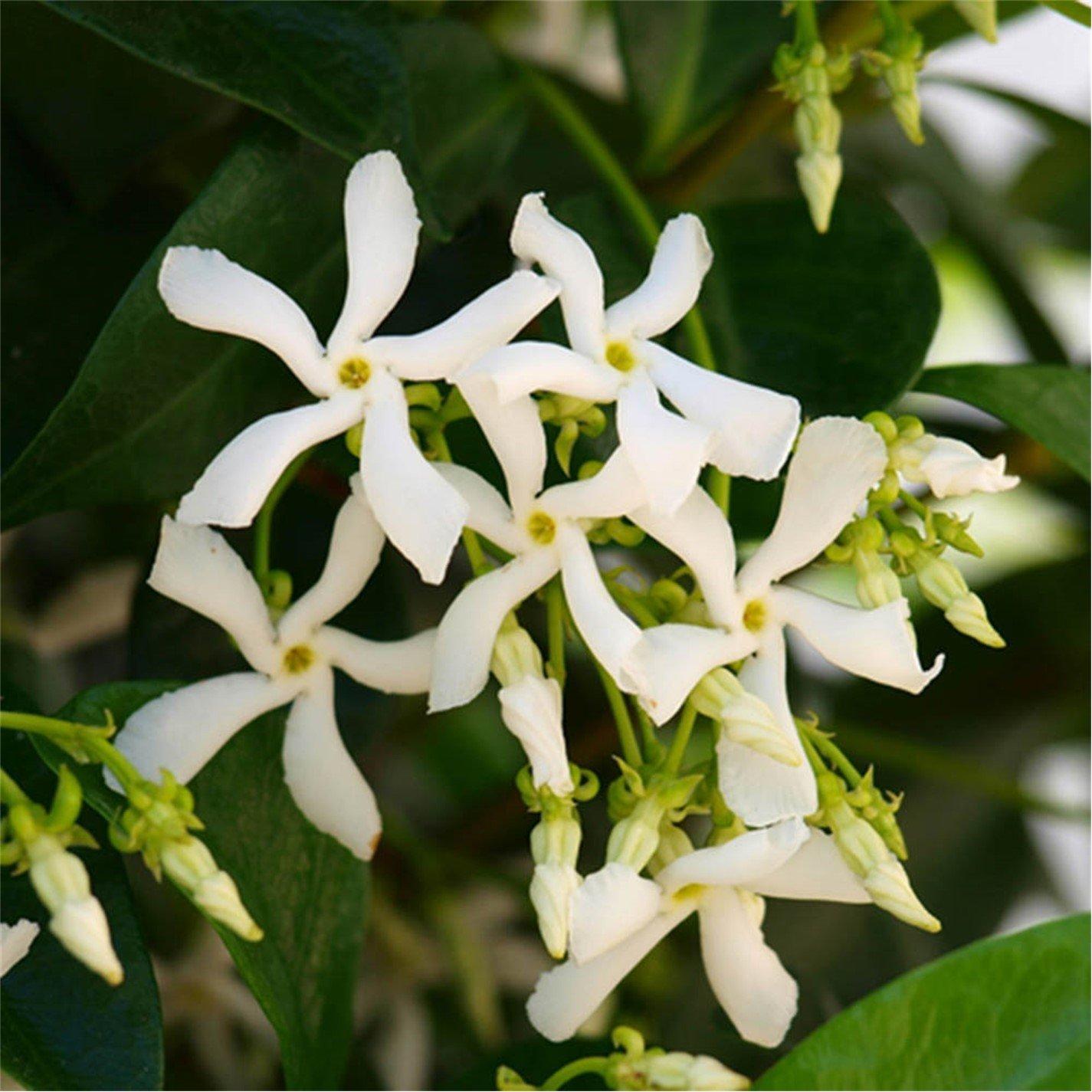 Yougarden  Trachelospermum Jas. 60-80Cm Tall 1.5L Pot - Brown - 1.5L Pot