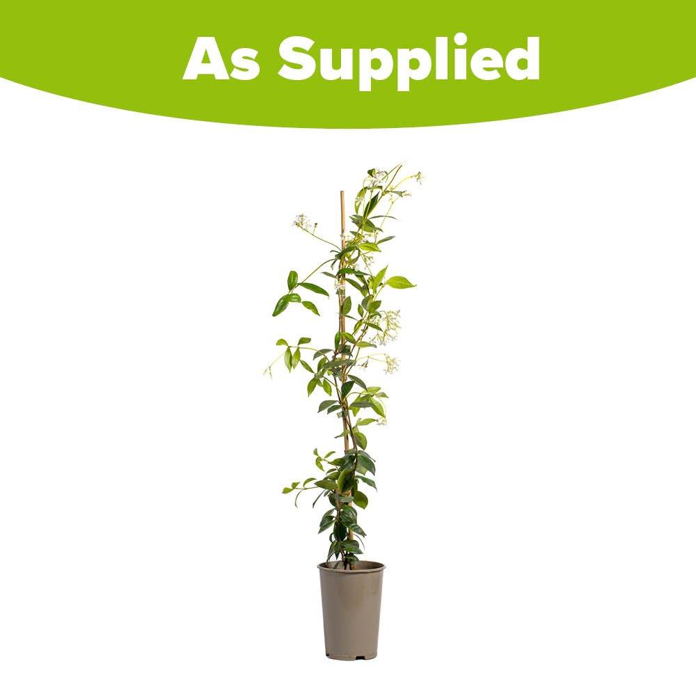 Brown - YouGarden - Trachelospermum jas. 60-80cm tall 1.5L pot - 2
