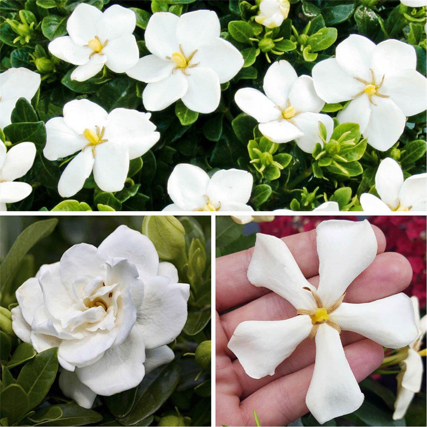 Brown - YouGarden - Gardenia (Hardy) Collection 9cm x 3 - 2