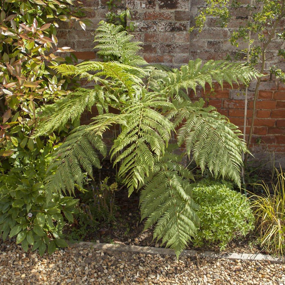 Brown - YouGarden - Tree Fern Dicksonia antarctica 17cm - 1